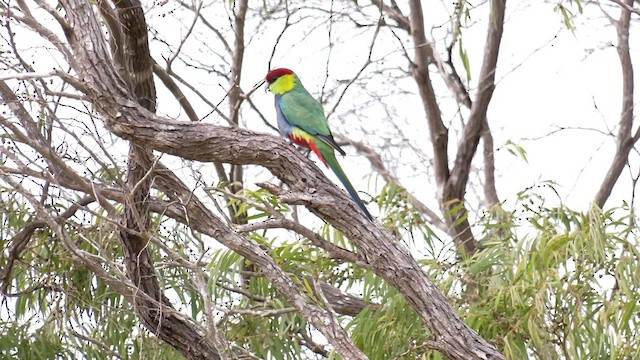 Red-capped Parrot - ML571665241