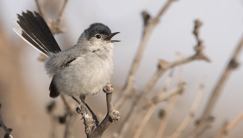 Black-tailed Gnatcatcher - eBird