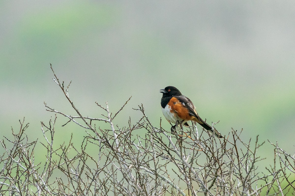 Spotted Towhee - ML571673381