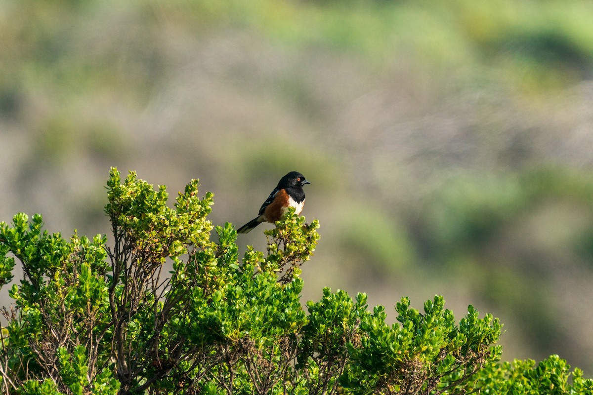 Spotted Towhee - ML571673391