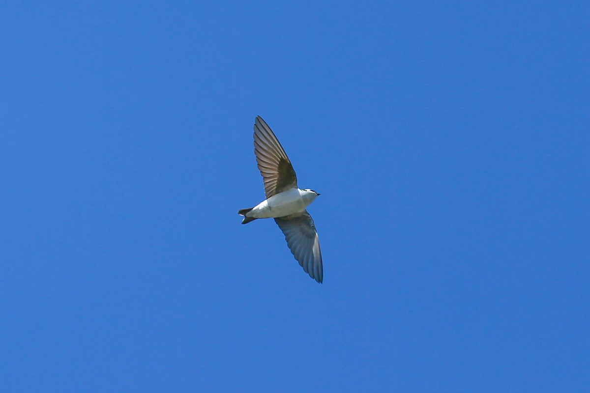 Violet-green Swallow - ML571674041