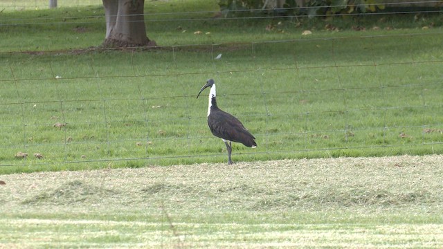 ibis slámokrký - ML571675121