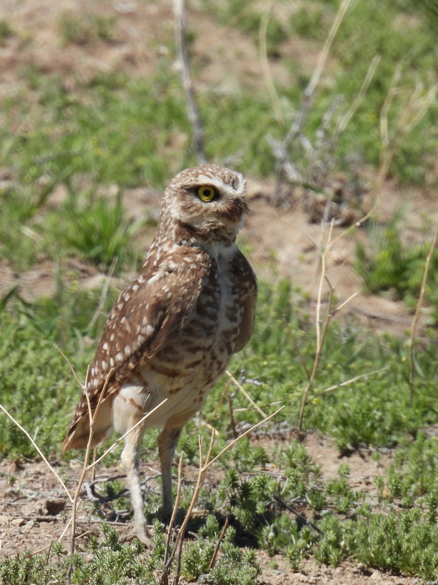 Burrowing Owl - ML571676911