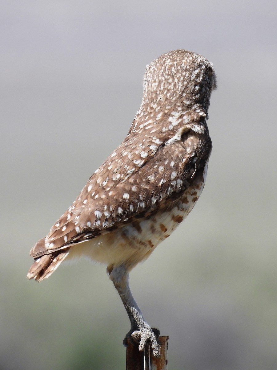 Burrowing Owl - ML571676921