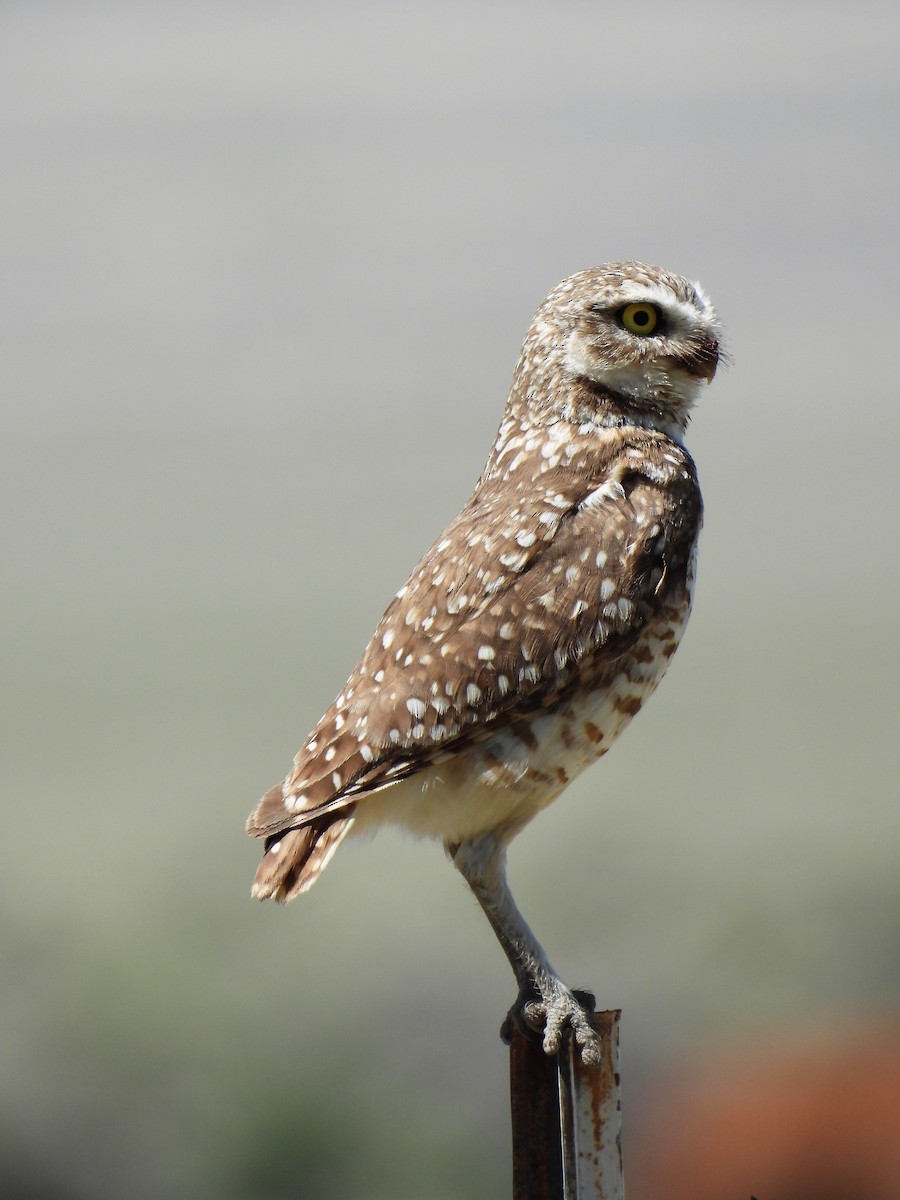 Burrowing Owl - Tina Toth