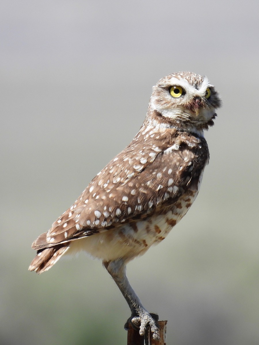 Burrowing Owl - ML571676941