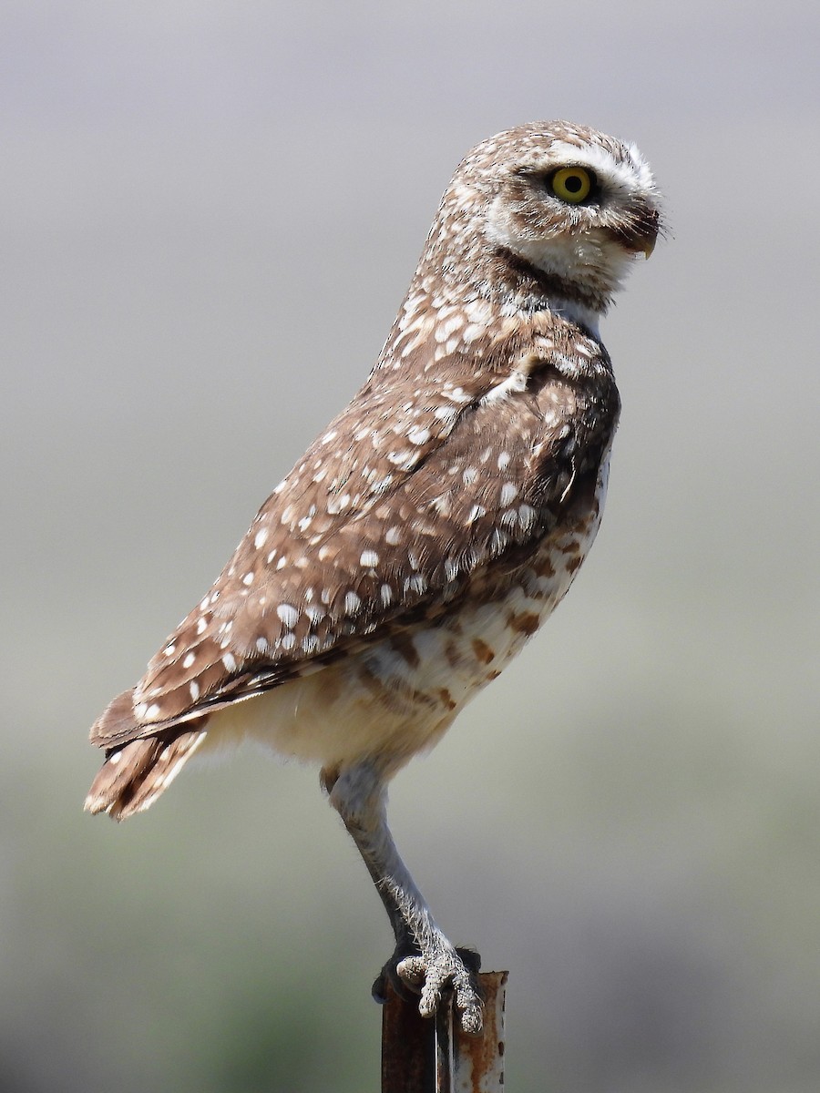 Burrowing Owl - ML571676951