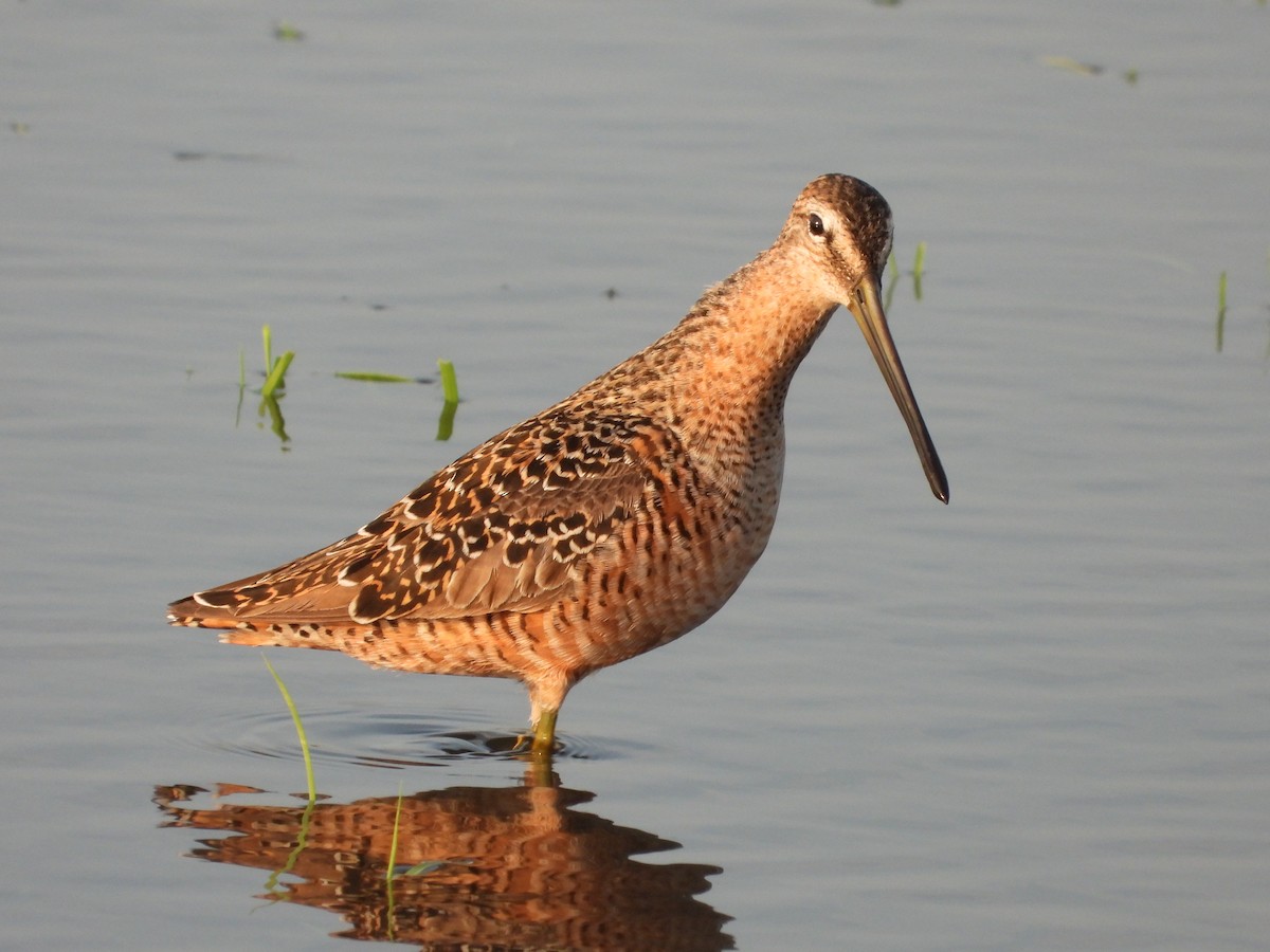 Long-billed Dowitcher - ML571678671