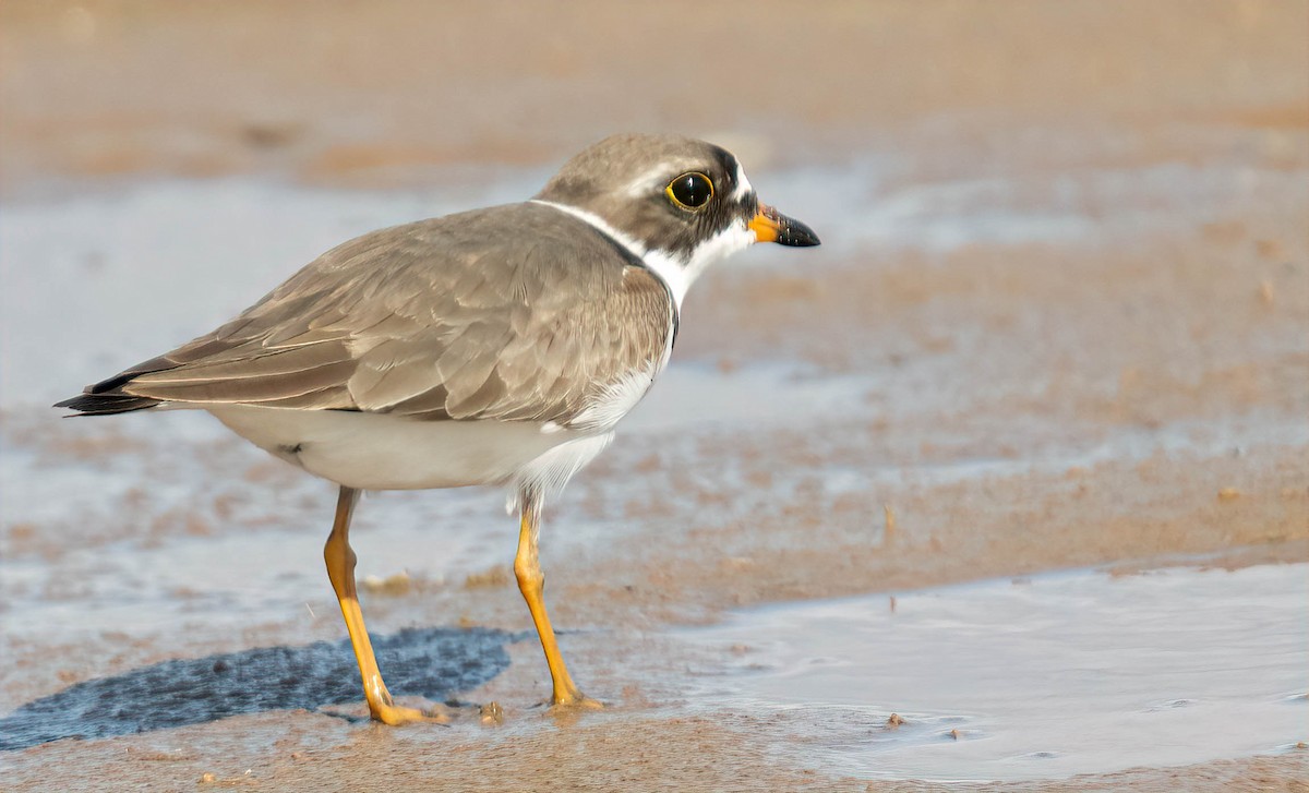 Semipalmated Plover - ML571679221