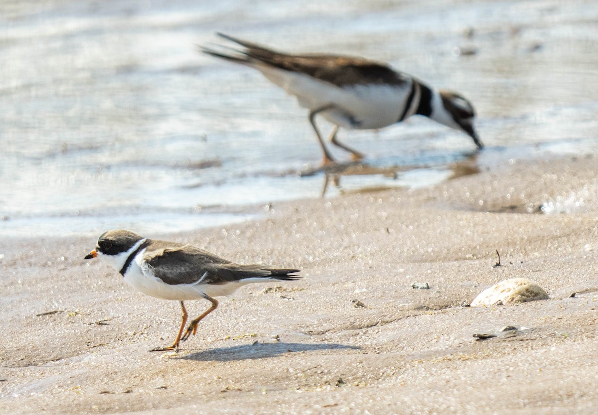 Semipalmated Plover - ML571679231