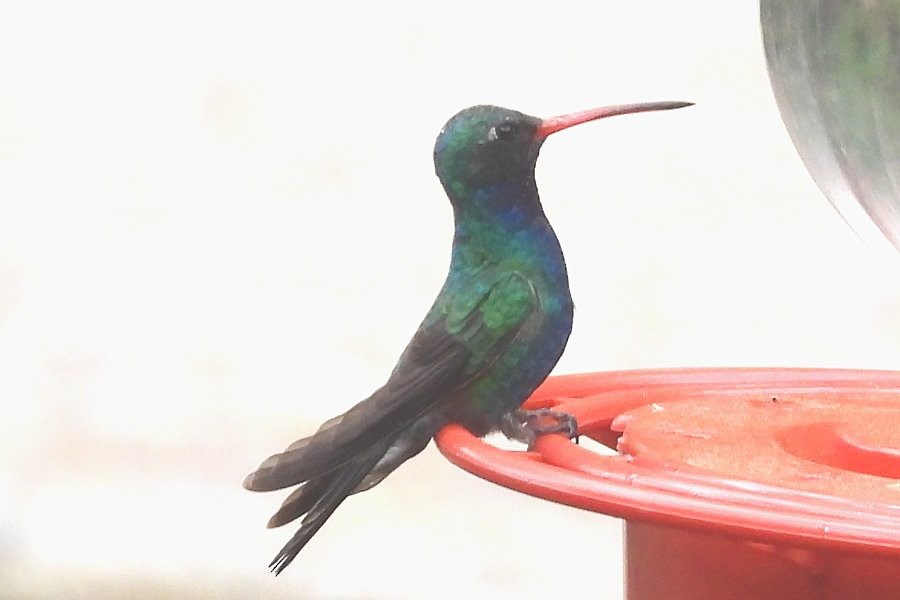 Broad-billed Hummingbird - ML571679941