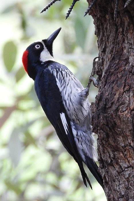 Acorn Woodpecker - Pat Goltz