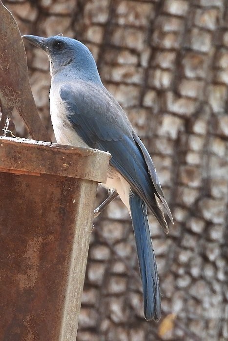 Mexican Jay - ML571681131