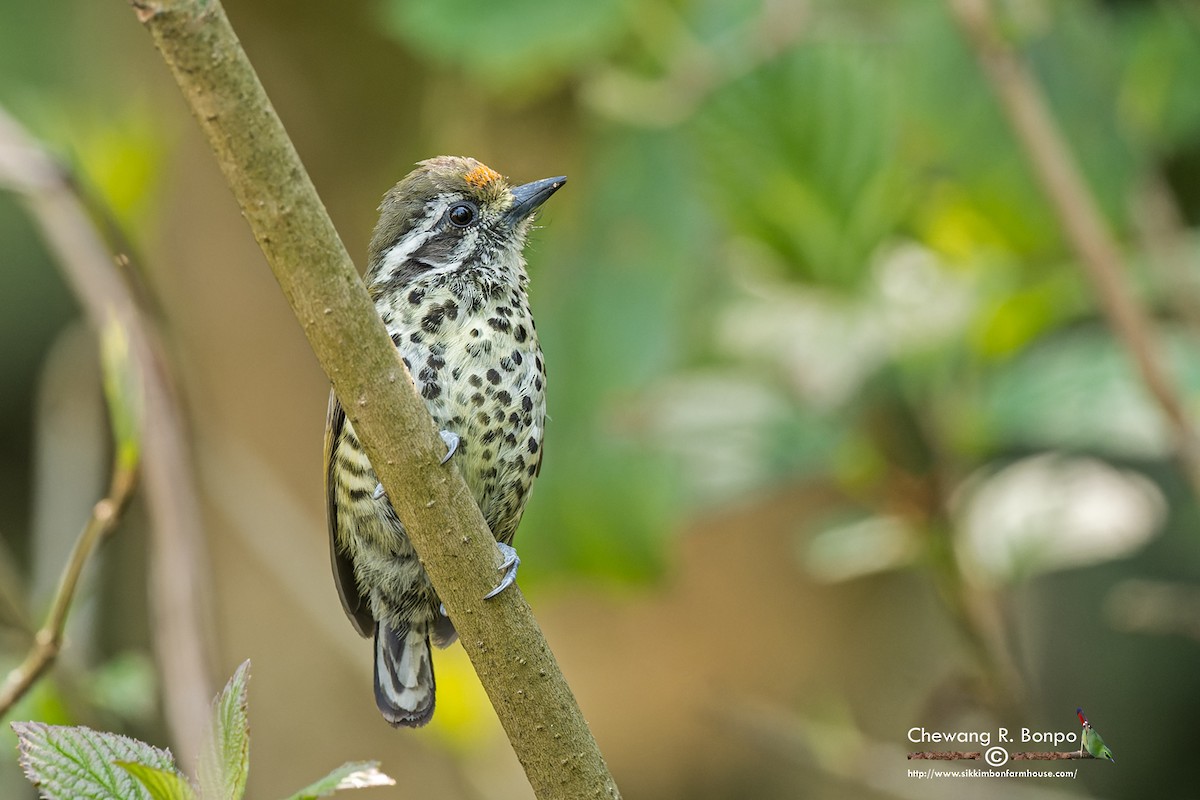 Speckled Piculet - Chewang Bonpo