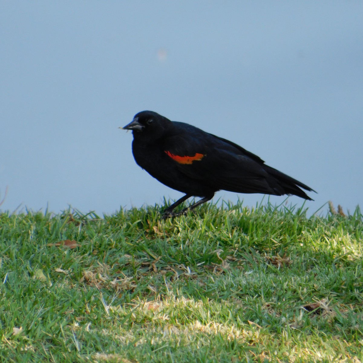 Red-winged Blackbird (Mexican Bicolored) - ML571689021