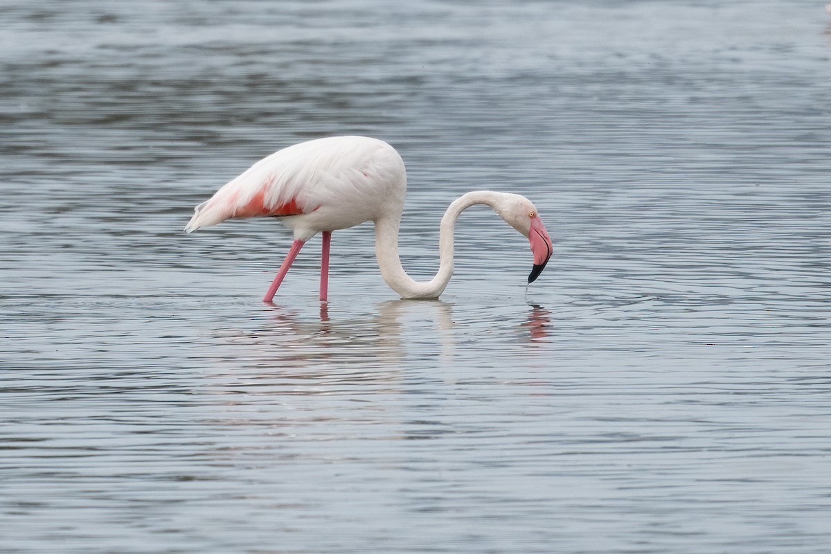 Greater Flamingo - ML571689951