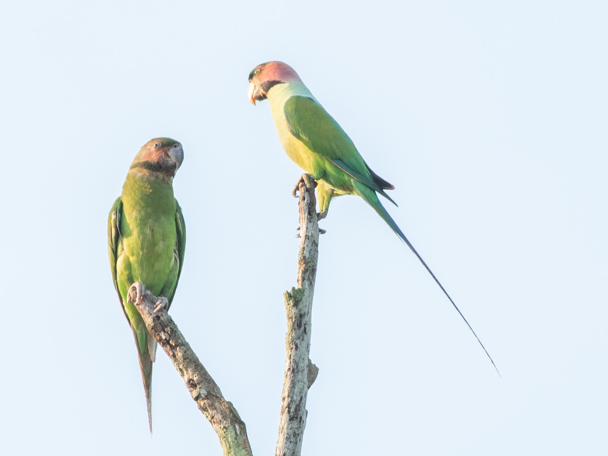 Long-tailed Parakeet - ML571691001