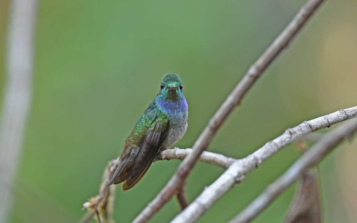 Blue-chested Hummingbird - Christoph Moning