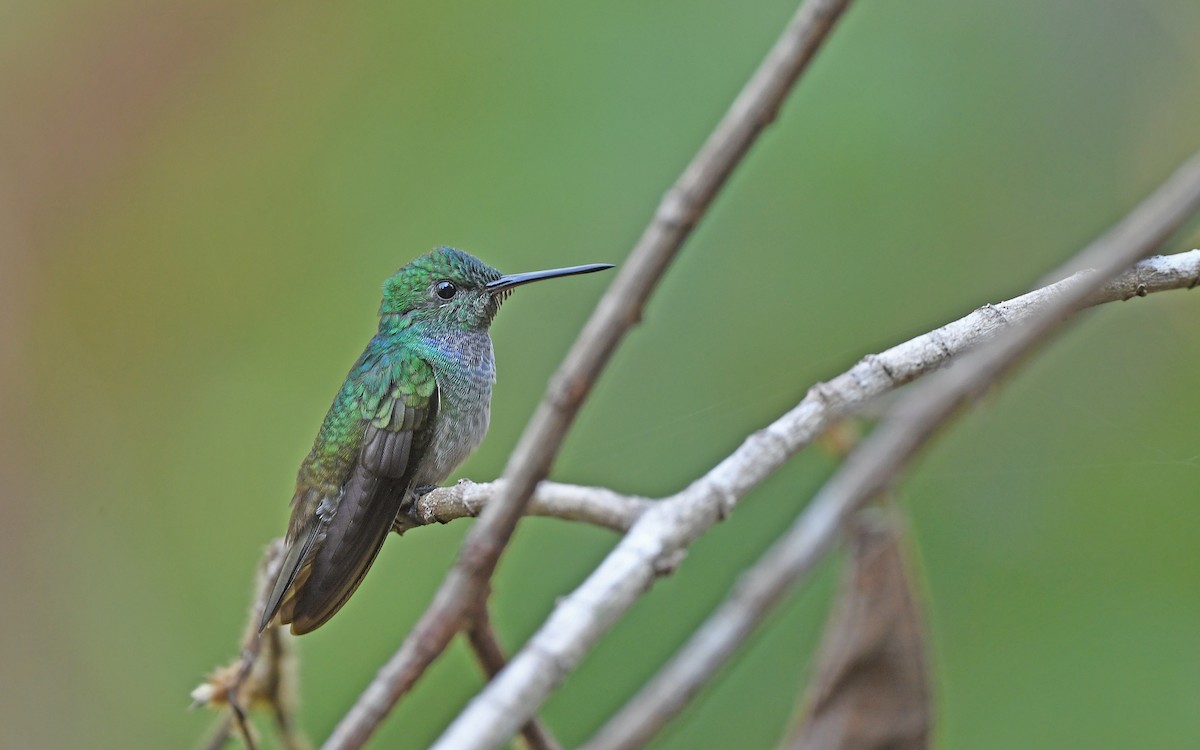 kolibřík modroprsý - ML571694381