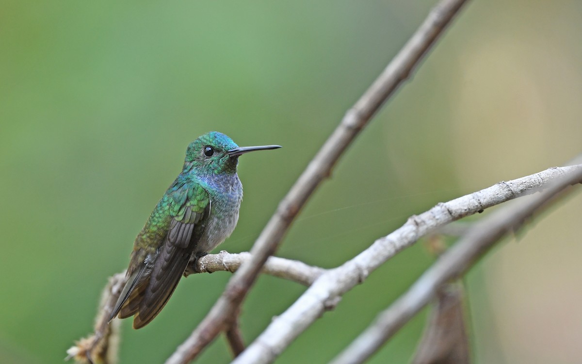 kolibřík modroprsý - ML571694401