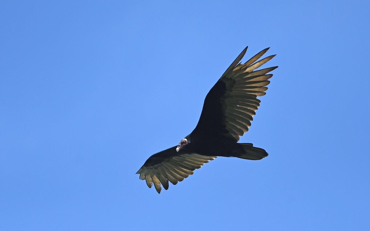 Turkey Vulture - ML571699571