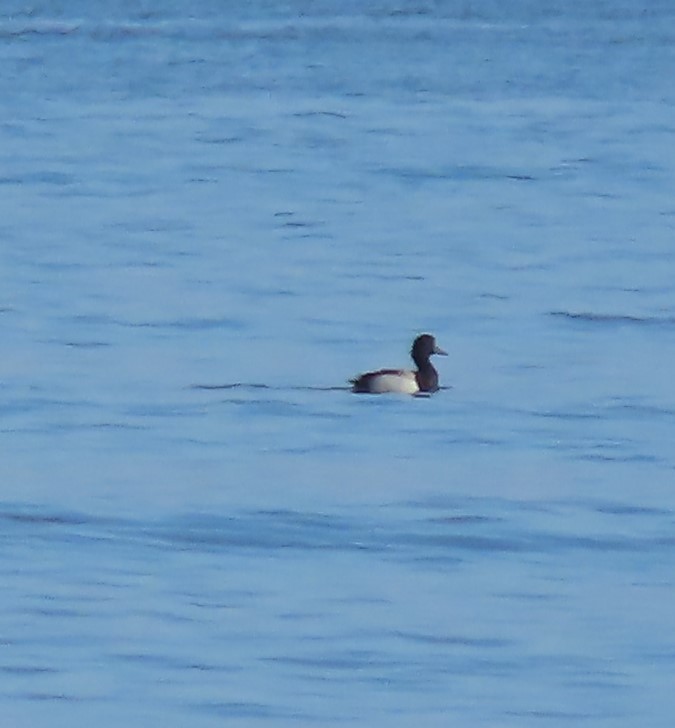 Greater Scaup - ML571707641