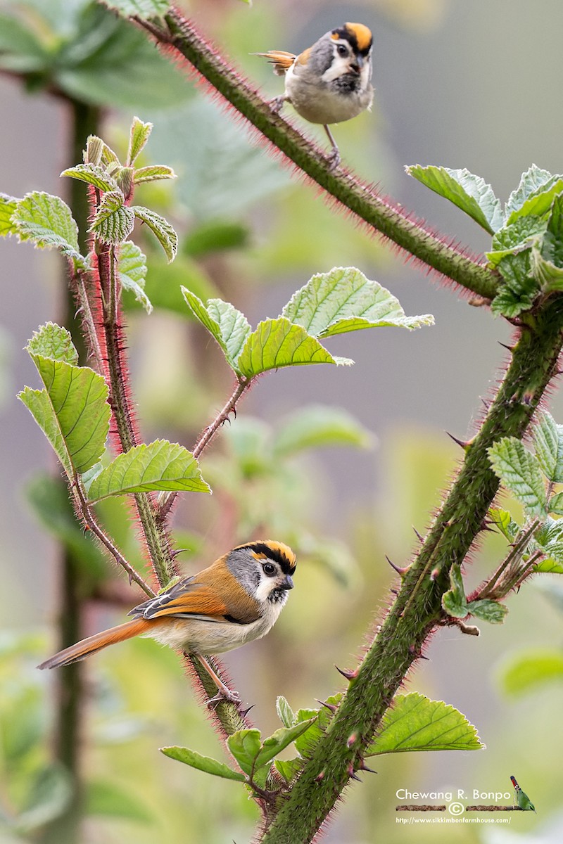 EBird Checklist 14 Apr 2023 Bomdila Dirang Road 24 Species