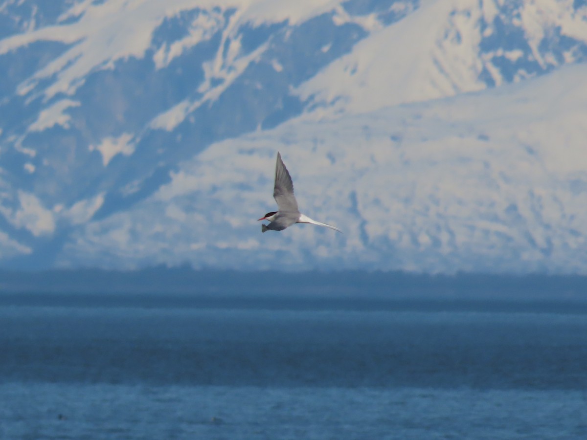 Arctic Tern - ML571708451
