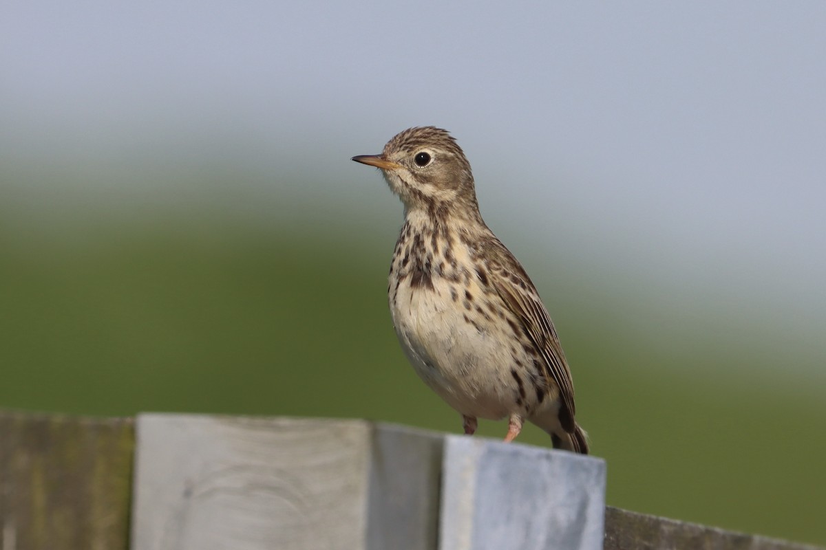 Meadow Pipit - ML571709311