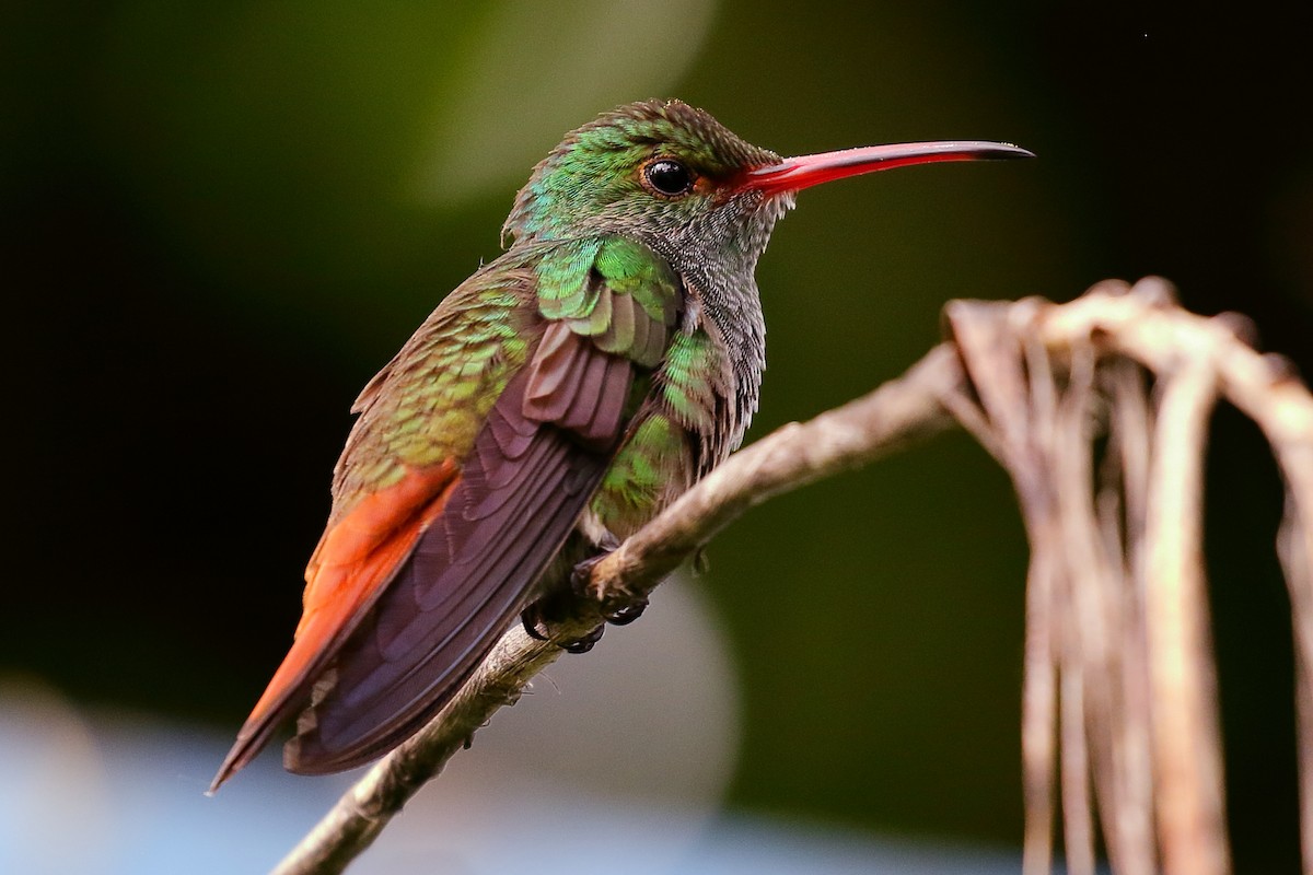 Rufous-tailed Hummingbird - ML571715321