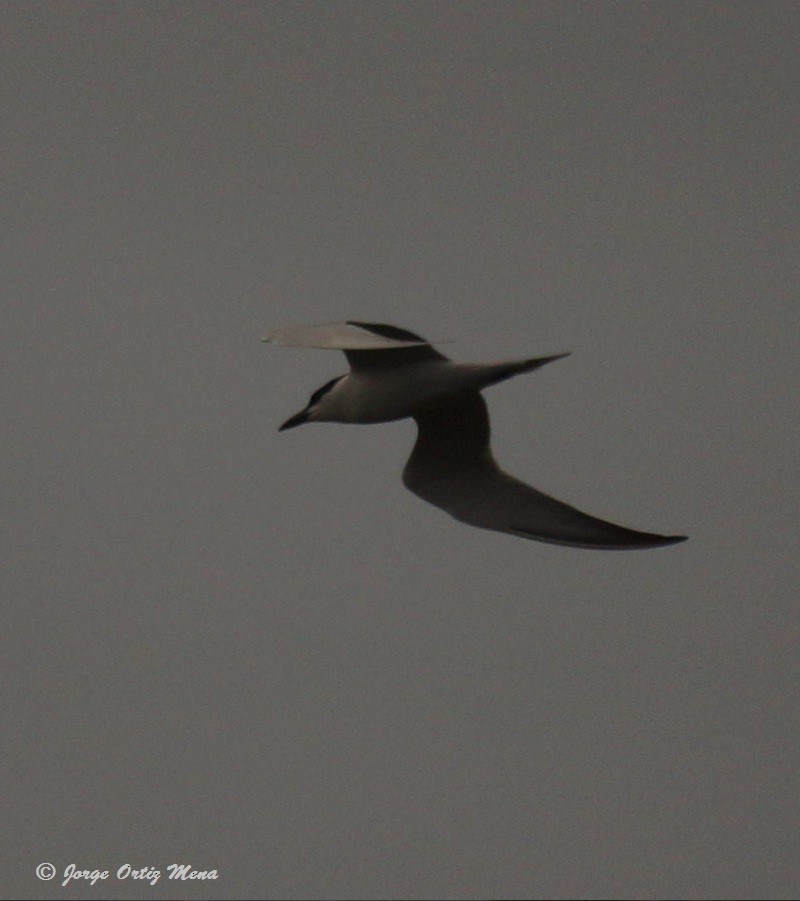 Gull-billed Tern - ML57171541