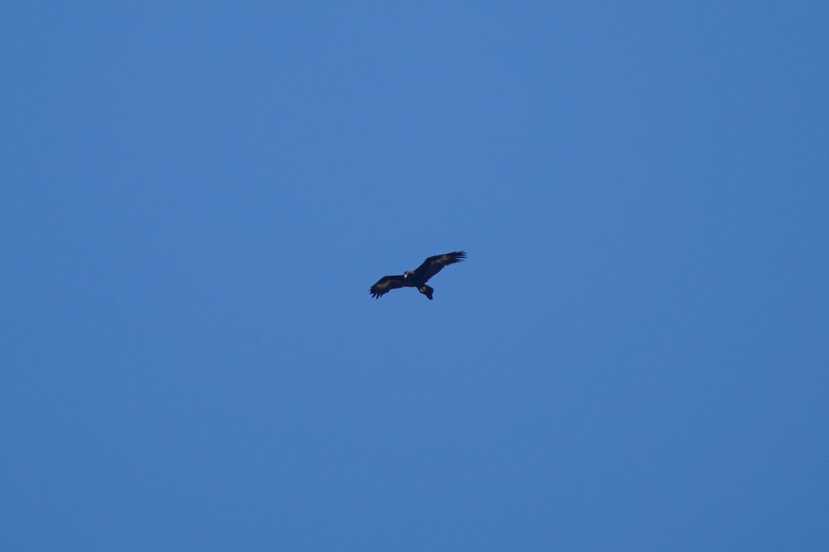Wedge-tailed Eagle - ML571722561
