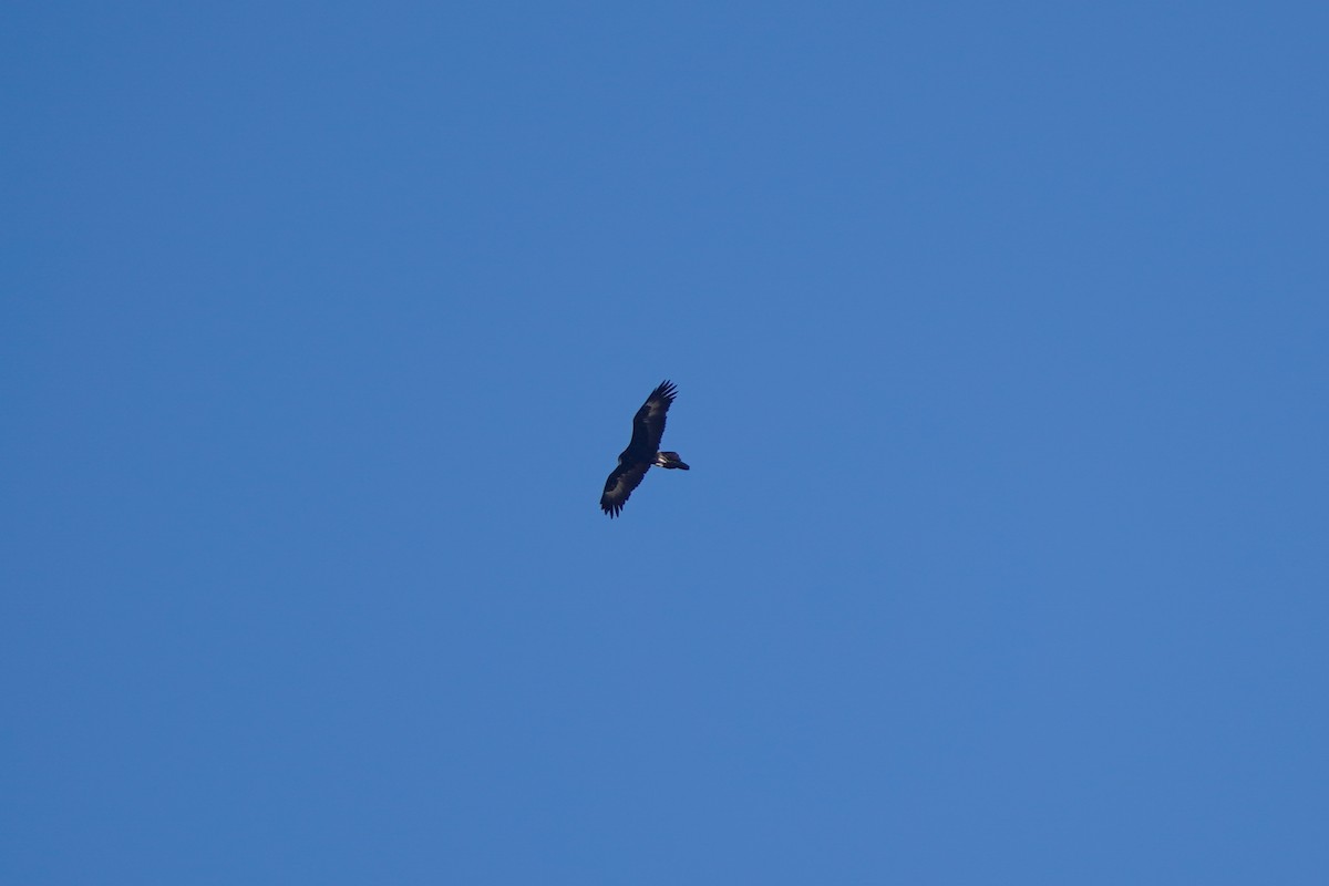 Wedge-tailed Eagle - ML571722571