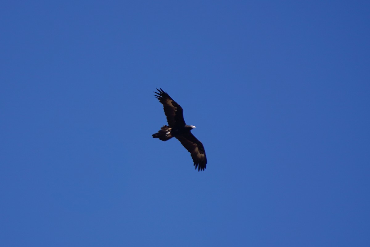 Wedge-tailed Eagle - ML571723301