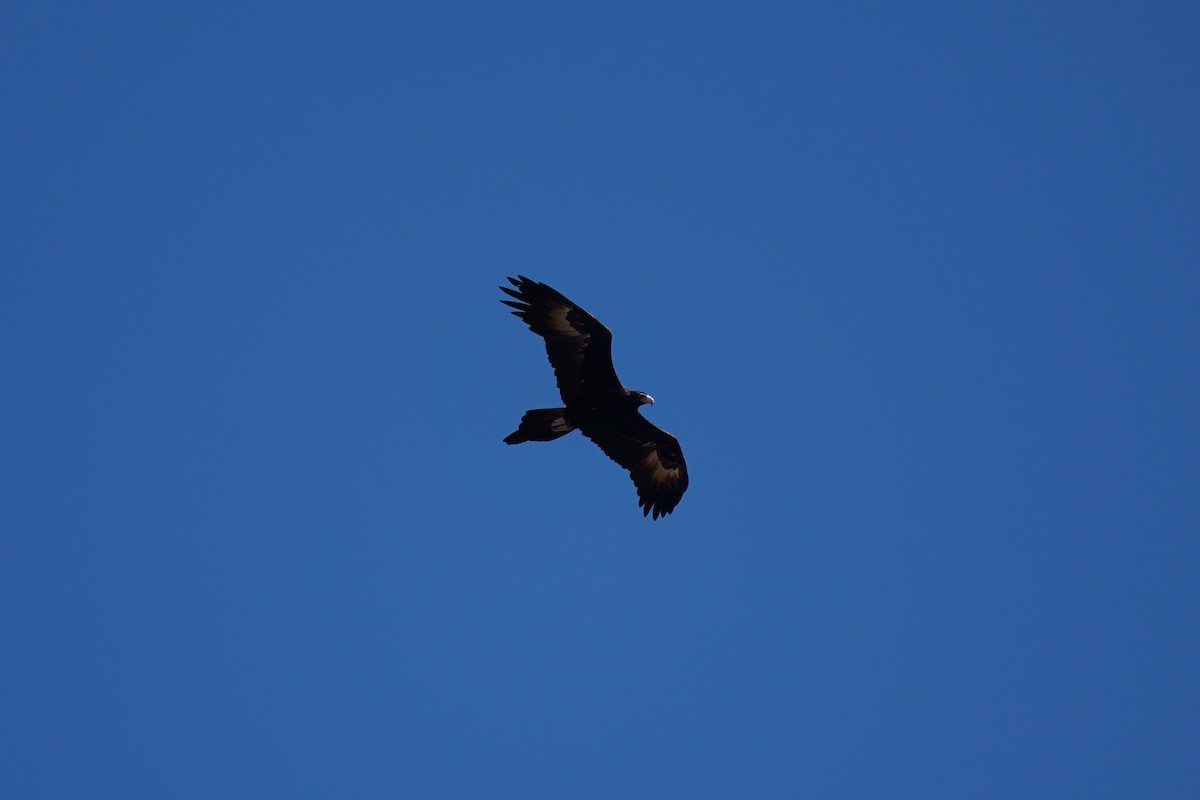 Wedge-tailed Eagle - ML571723311