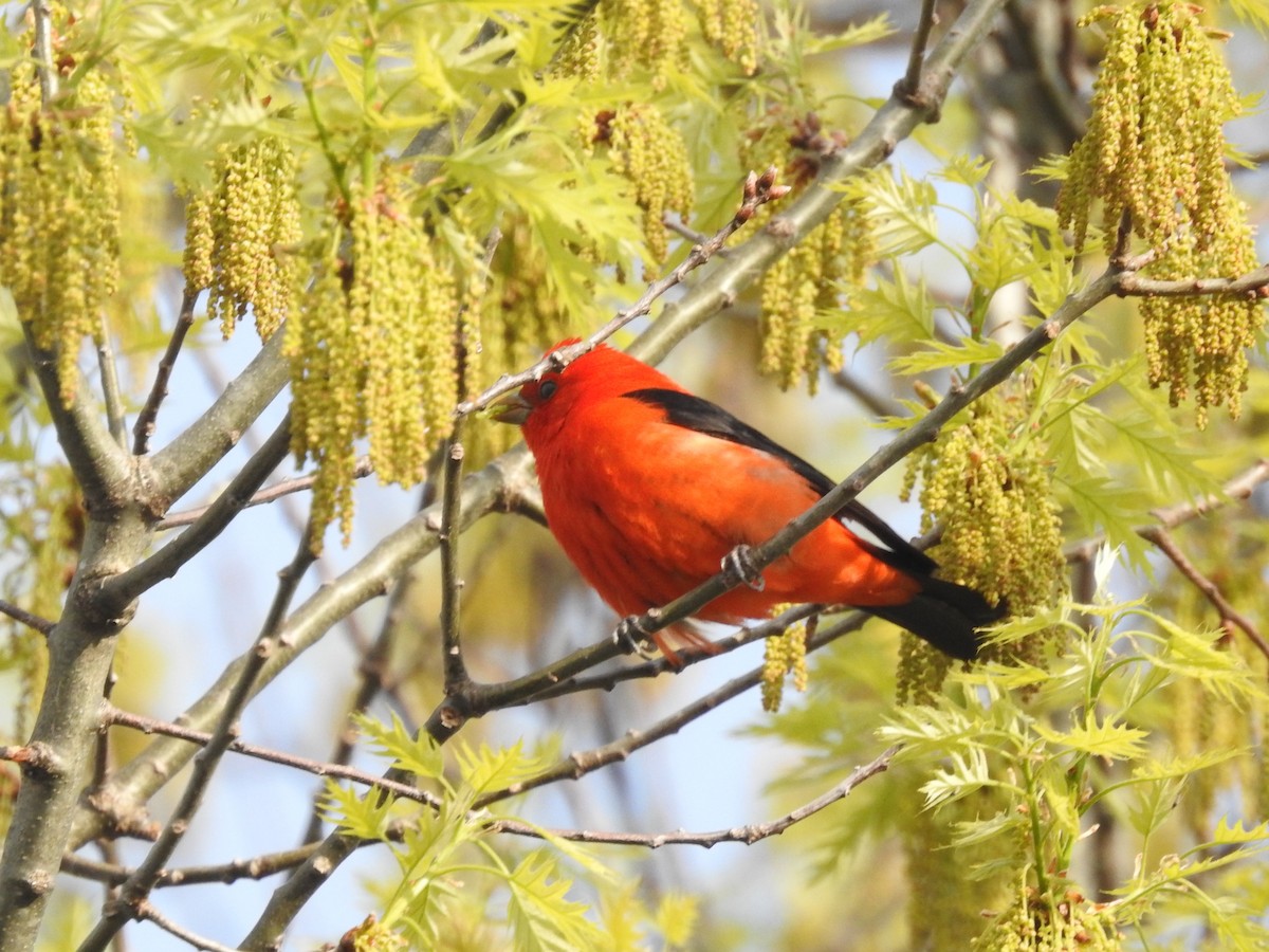 Scarlet Tanager - ML571726021