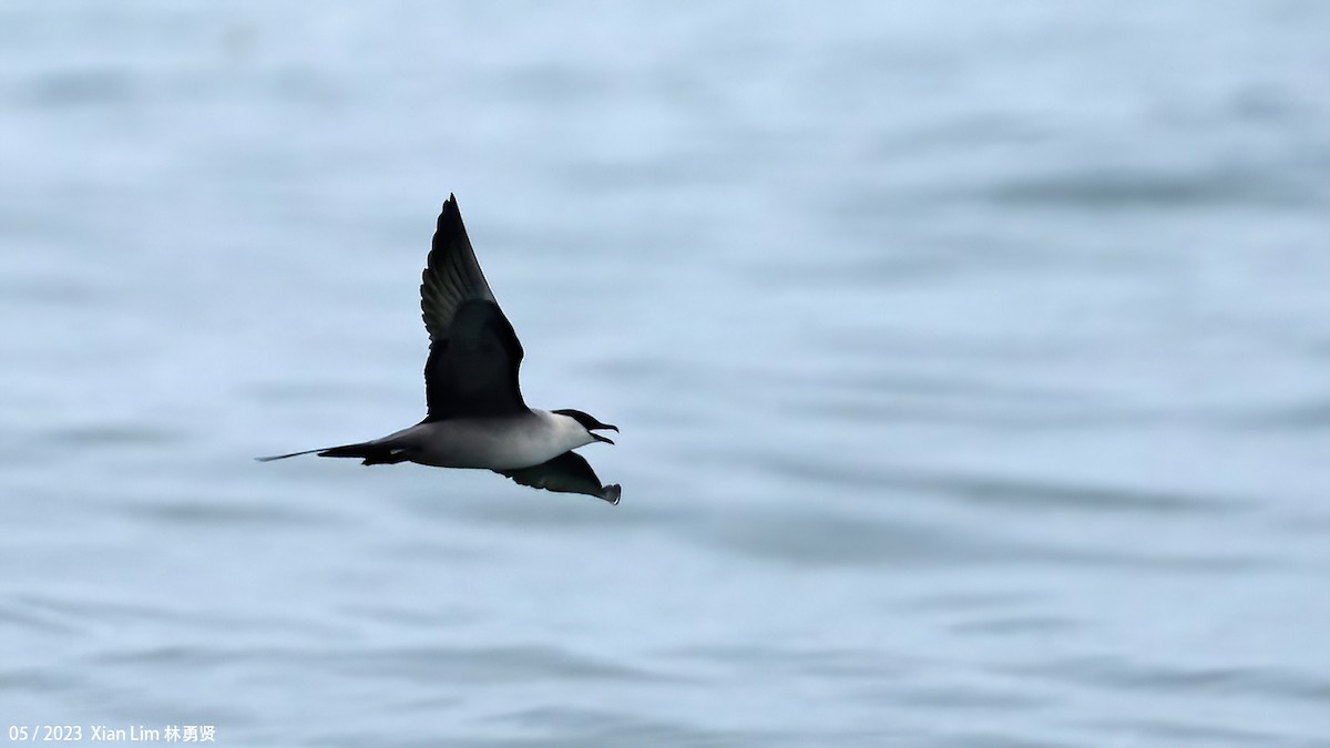 Long-tailed Jaeger - ML571726921