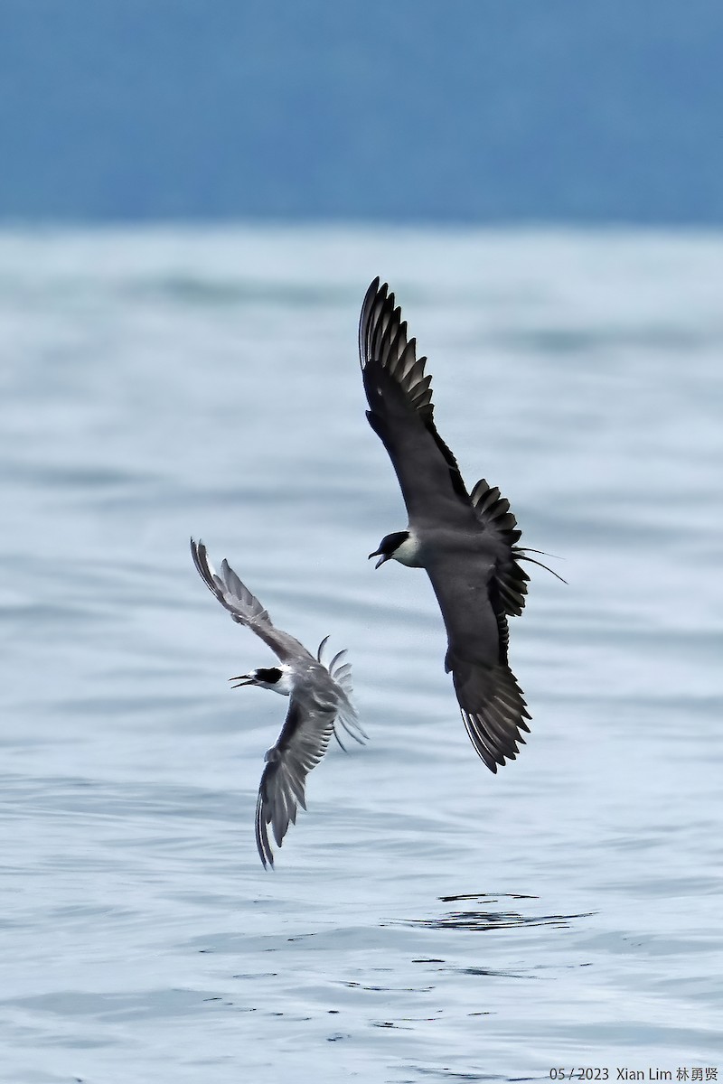Long-tailed Jaeger - ML571726951