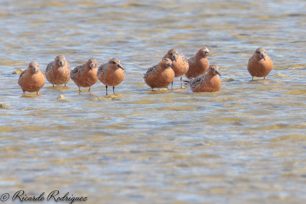 Red Knot - ML571731151