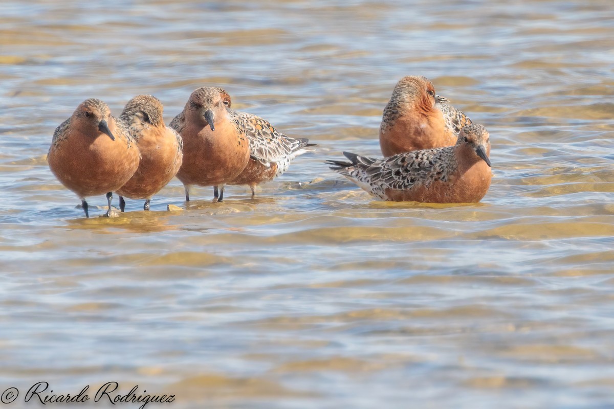 Red Knot - ML571731161