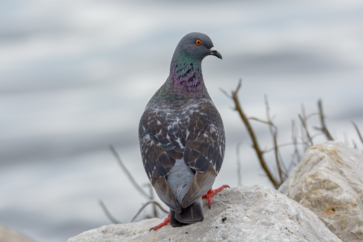 Rock Pigeon (Feral Pigeon) - ML571731771