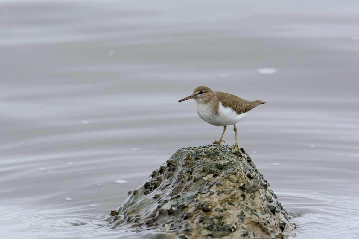 Spotted Sandpiper - Penny Garsee