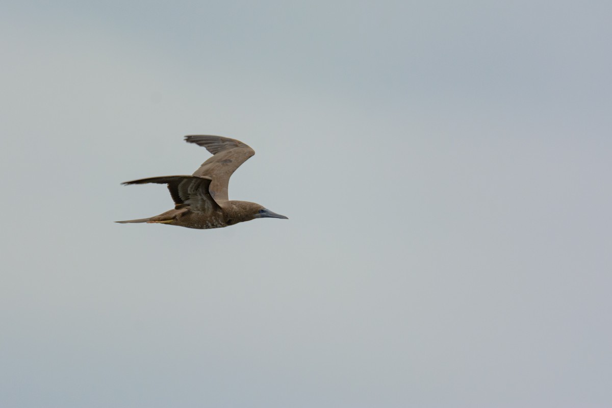 Brown Booby - ML571731911