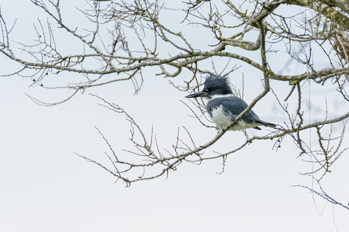 Belted Kingfisher - ML571732031