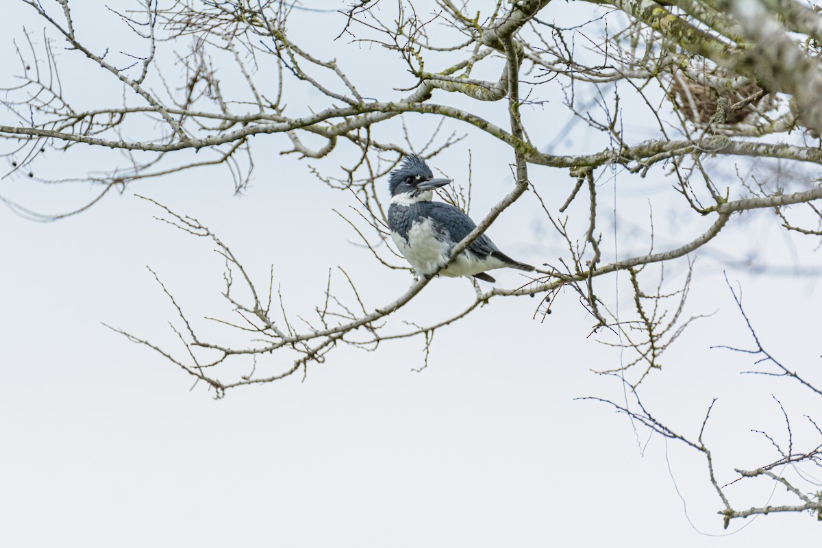 Belted Kingfisher - Penny Garsee