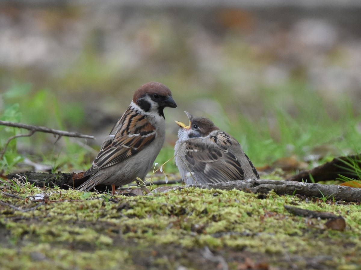 Eurasian Tree Sparrow - ML571732511