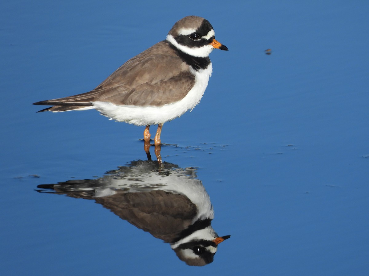 Common Ringed Plover - ML571733861