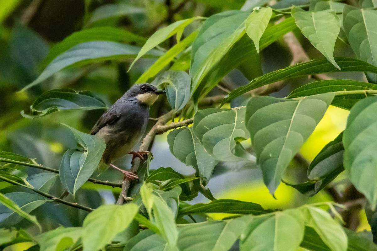 White-chinned Prinia - ML571737021
