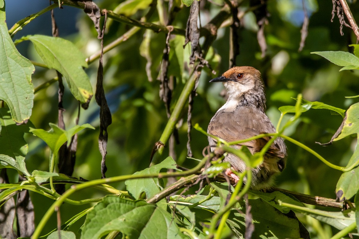 Chubb's Cisticola (Chubb's) - ML571737311