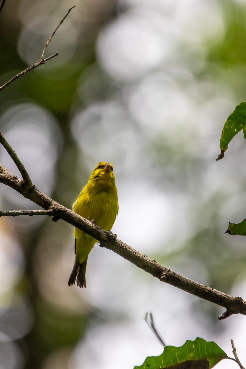 Yellow-fronted Canary - ML571737921
